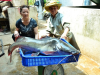 CÁ LĂNG  SUỐI