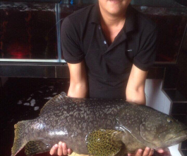 CÁ MÚ NGHỆ