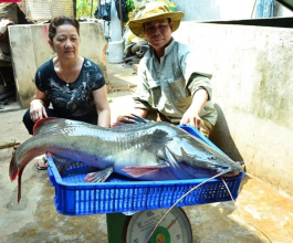 CÁ LĂNG  SUỐI