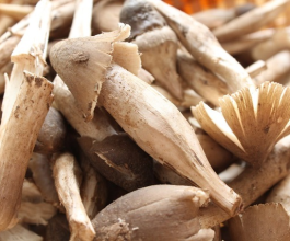NẤM MỐI