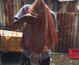 MỰC LÁ KHỦNG