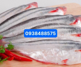 CÁ XÁC SỌC