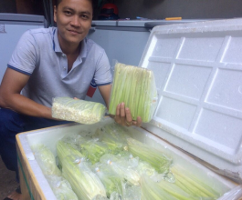 ĐỌT NĂNG