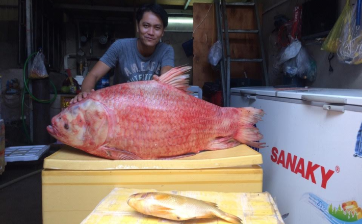 CÁ HÔ ĐỎ