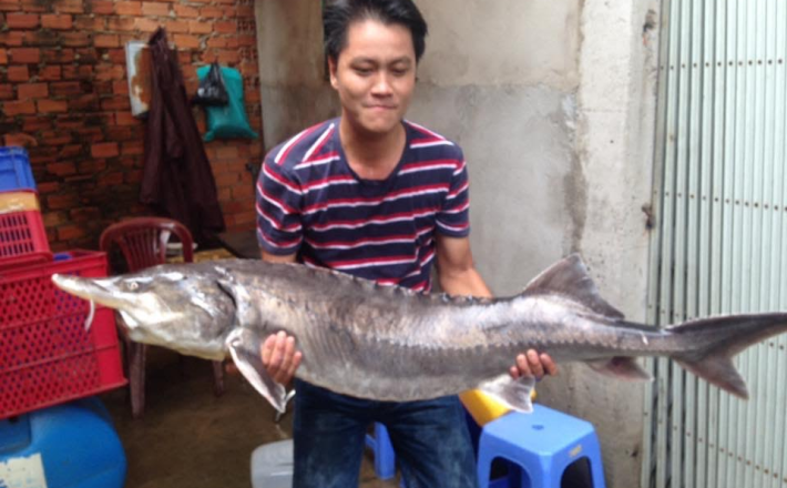 Cá tầm khủng
