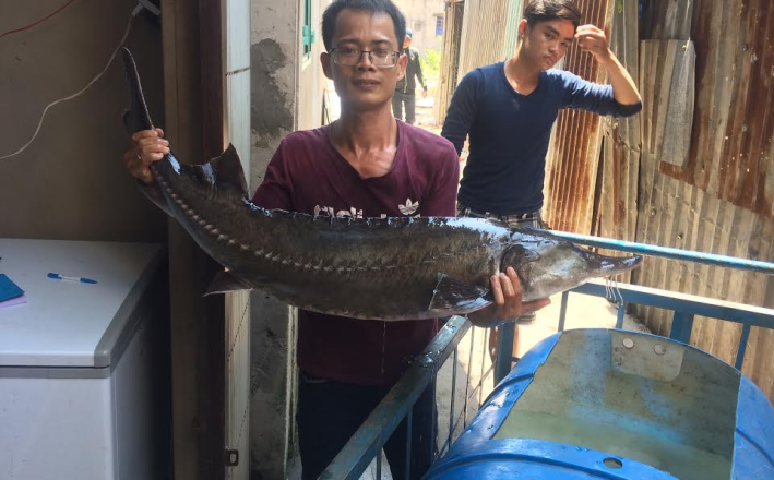 Cá tầm khủng