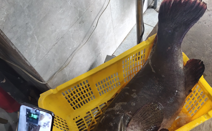 CÁ MÚ NGHỆ
