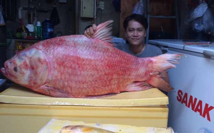 CÁ HÔ ĐỎ