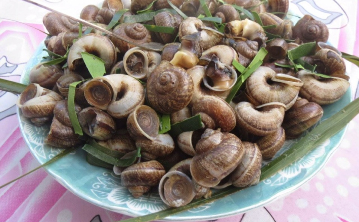 ỐC NÚI