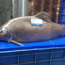 CÁ MÕM TRÂU TÂY NGUYÊN