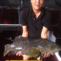 CÁ MÚ NGHỆ