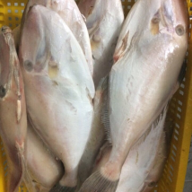 CÁ BÒ DA