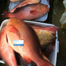 CÁ HỒNG CHUỐI ( HỒNG ĐỎ )