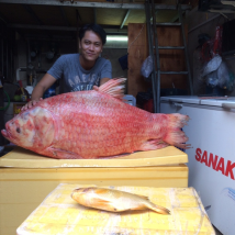 CÁ HÔ ĐỎ