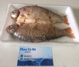 CÁ HE 1 NẮNG